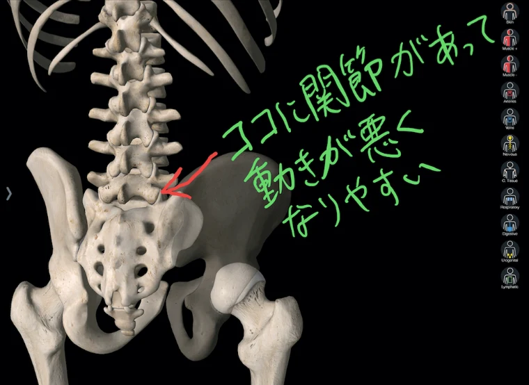 腰椎と骨盤のつなぎ目を示した図